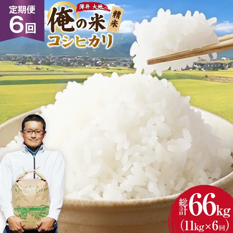 【俺の米】 米 定期便 6回 令和8年 コシヒカリ 精米 11kg 計 66kg