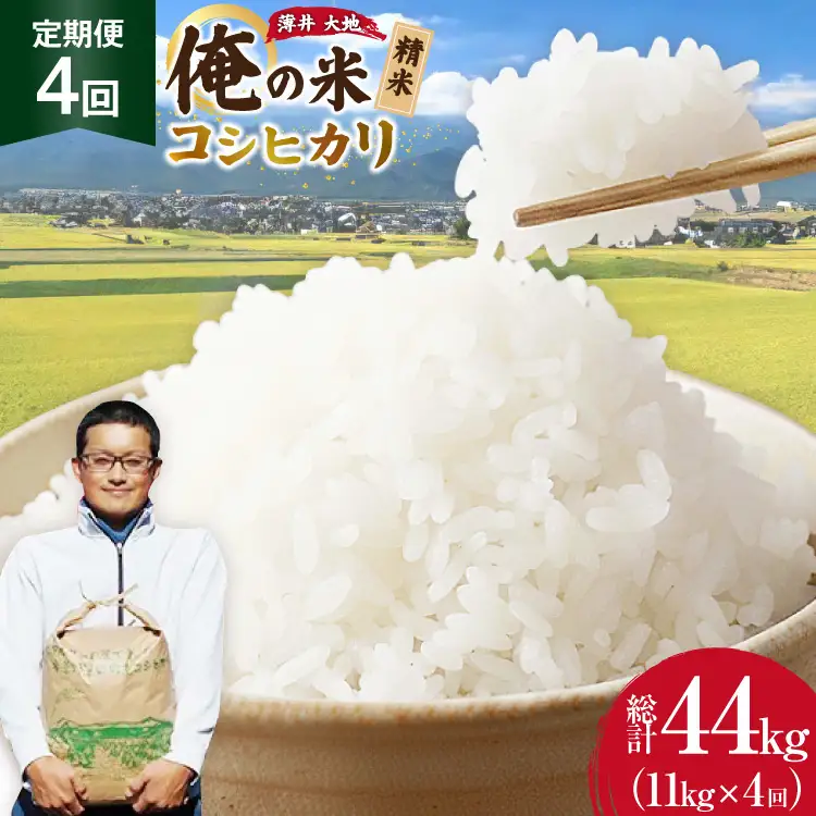 【俺の米】 米 定期便 4回 令和8年 コシヒカリ 精米 11kg 計 44kg