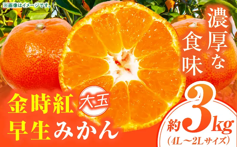 【先行受付】小原紅早生みかん(大玉)「金時紅」約3kg【香川県共通返礼品】 | 甘い みかん ミカン 柑橘 柑橘系 果物 フルーツ 青果 デザート グルメ おすすめ 贈答 贈り物 ギフト プレゼント 特産品 特産 取り寄せ ふるさと 果汁 人気 香川県 三木町 |_mk006-137