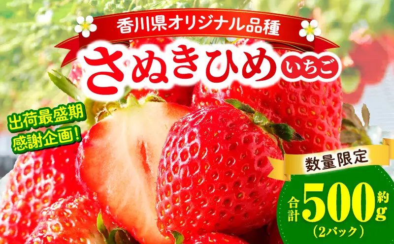 【先行予約】【出荷最盛期・感謝企画】数量限定!!さぬきひめいちご　約500g | スイーツ いちご ストロベリー さぬきひめ 苺 冷蔵 フルーツ 旬 果物 青果 青果物 お裾分け ギフト 香川県 デザート 青果物 先行予約 季節限定 旬 おすすめ 三木町 |_mk006-140