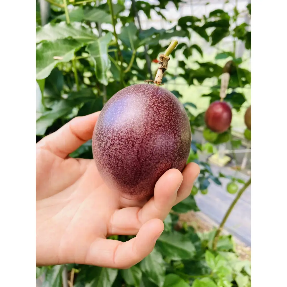 夏採れ!!【数量限定】パッションフルーツ　約１.６kg　Lサイズ　化粧箱