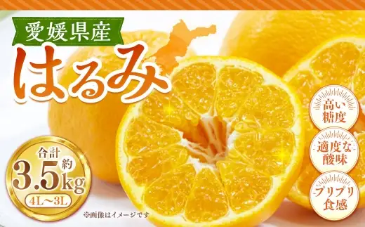 はるみ 約3.5kg みかん ミカン くだもの 果物 フルーツ 柑橘 柑橘系 柑橘類 果実 果汁 果肉 国産 【2027年1月下旬～2月上旬発送予定】 ( 1125 )