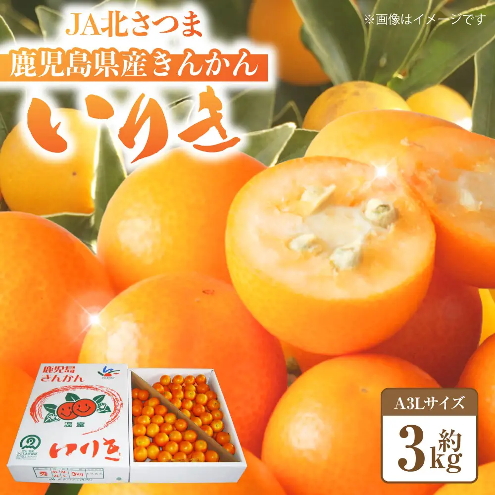 JA北さつまの鹿児島県産きんかん【いりき】（A3Lサイズ・約3kg 平箱入） 金柑 フルーツ 果物 【2027年1月上旬から1月下旬発送】 BS-0122