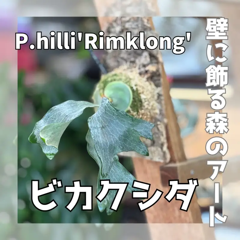 観葉植物 ビカクシダ P.hilli'Rimklong' コルク仕立て