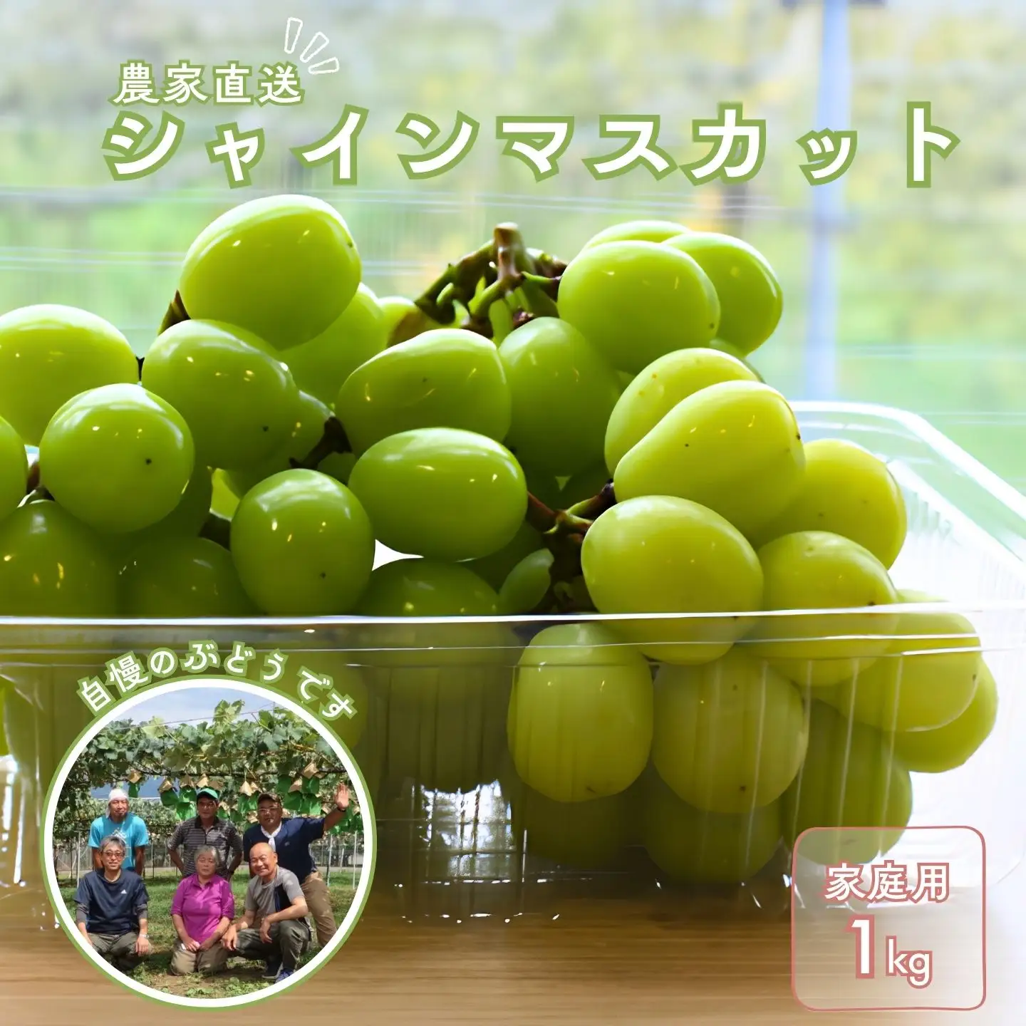 KG17 ぶどう 農家直送 シャインマスカット 家庭用 約1kg／2026年9月下旬頃～配送予定 // 長野県 南信州 松川町 葡萄 ぶどう ブドウ 産地直送 農家直送 シャインマスカット マスカット 種なし 皮ごと  果物 フルーツ 訳あり 家庭用 フードロス