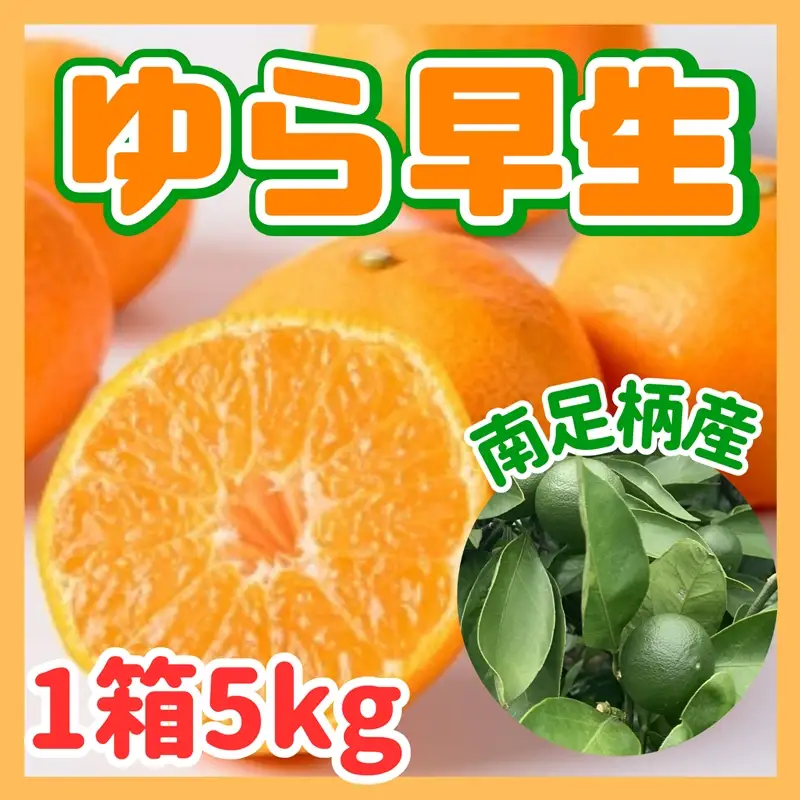 ゆら早生 5kg 〈出荷時期：2026年11月１日出荷開始～2026年11月30日出荷終了〉｜みかん フルーツ 果物 くだもの  神奈川県 南足柄市