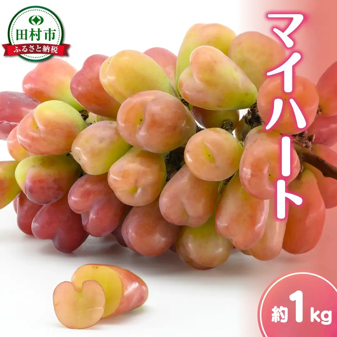 【 先行予約 2026年発送 】 マイハート 1kg 冷蔵 種無し 種なし ブドウ ぶどう シャインマスカット 巨峰 品種 果物 家庭用 甘さ 大粒 美味しい 食べ方 ランキング おすすめ 福島県 田村市 福島 ふくしま 鈴木農園 でんじろうさん
