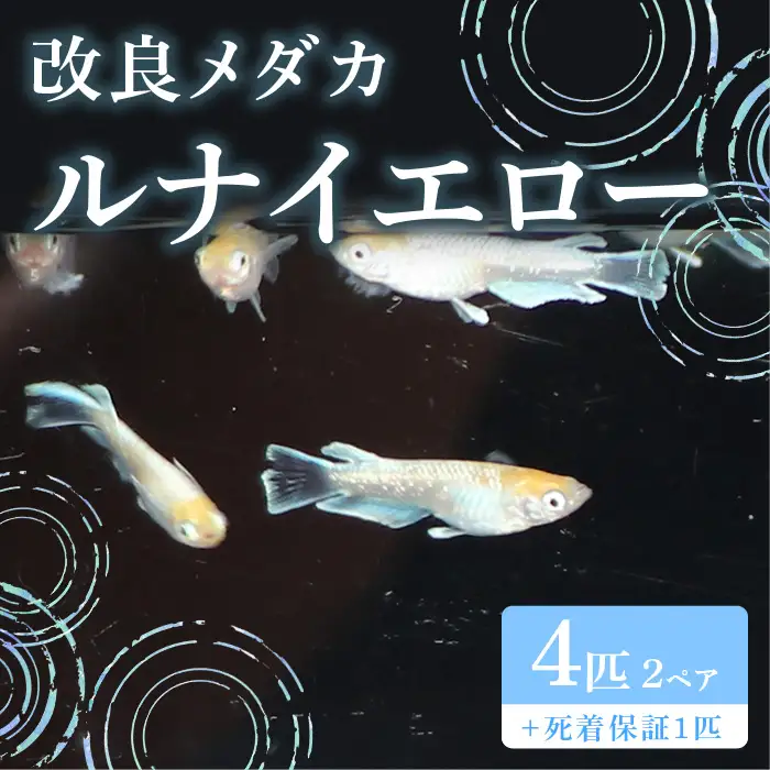 764 メダカ ルナイエロー 4匹 改良メダカ【トリハタめだか】
