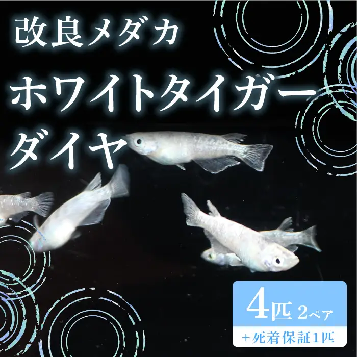 765 メダカ ホワイトタイガーダイヤ 4匹 改良メダカ【トリハタめだか】