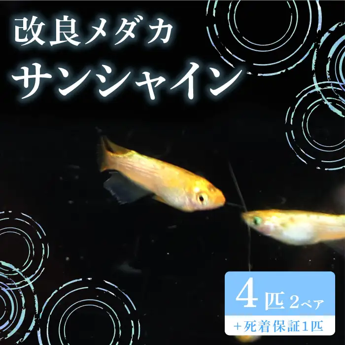 766 メダカ サンシャイン 4匹 改良メダカ【トリハタめだか】