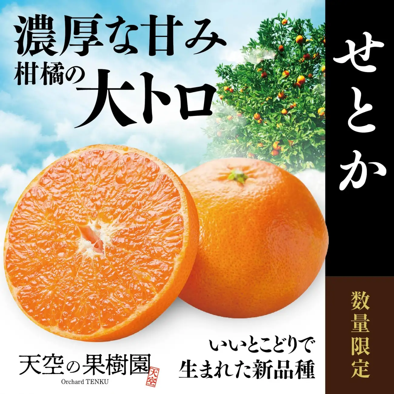【先行受付】天空の果樹園から届く そらせとか (3kg)【95-19】【1757720】YWTAQ014