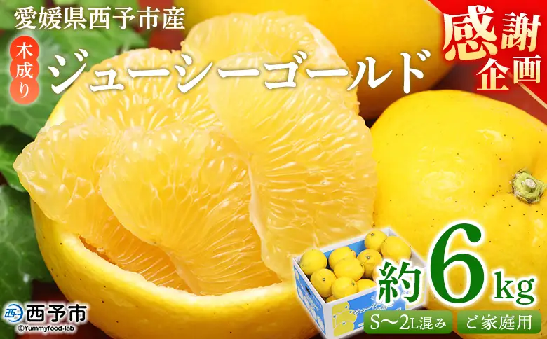 【感謝企画】＜木成り ジューシーゴールド（河内晩柑）ご家庭用 約6kg（S～2L混合）＞『2026年6月中旬～8月中旬迄に順次出荷予定』訳あり 果物 フルーツ かわちばんかん みかん オレンジ 柑橘 食べて応援 特産品 宇都宮物産 愛媛県 西予市 【常温】UUB0113 6,300円
