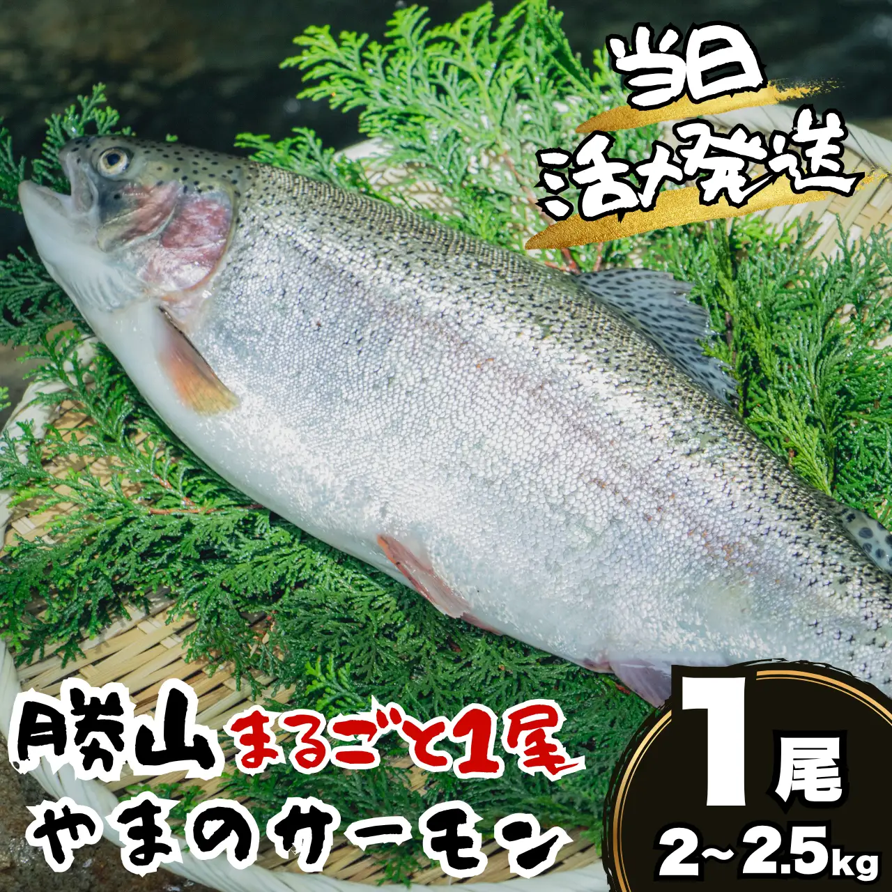サーモン 丸ごと1尾 2.0～2.5kg 1尾 [B-050005]サーモン