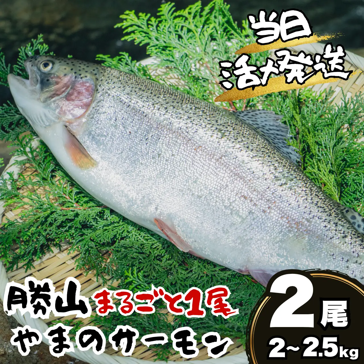 サーモン 丸ごと1尾 2.0～2.5kg 2尾 [D-050004]サーモン
