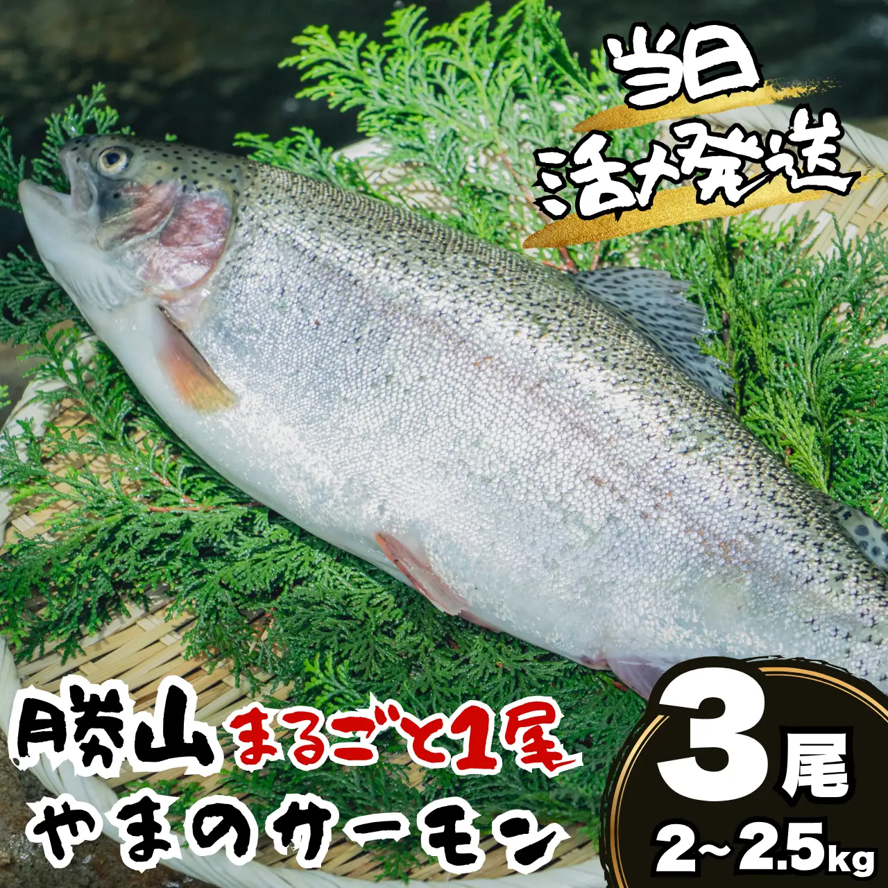 サーモン 丸ごと1尾 2.0～2.5kg 3尾 [F-050003]サーモン