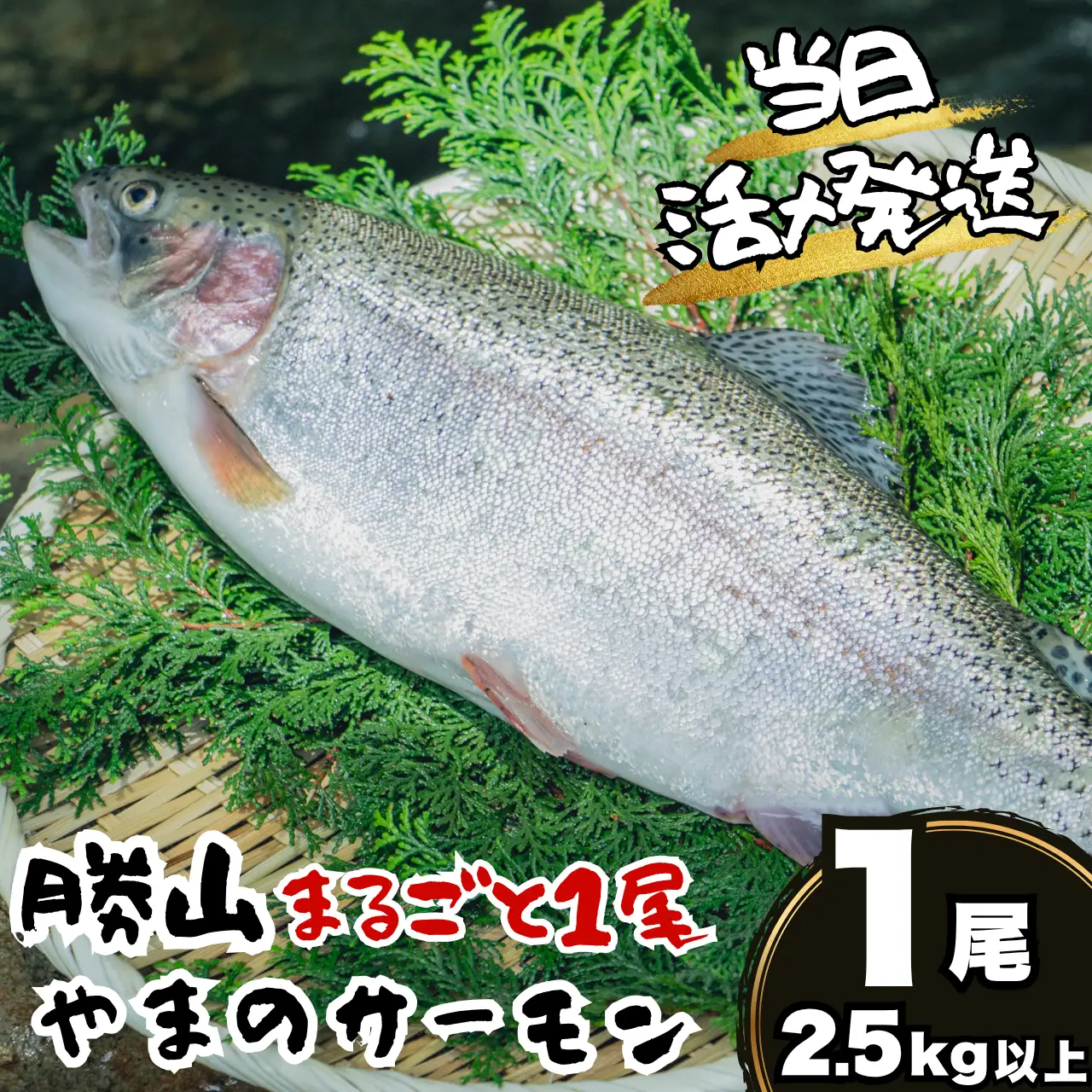 サーモン 丸ごと1尾 2.5kg以上 1尾 [B-050006]サーモン