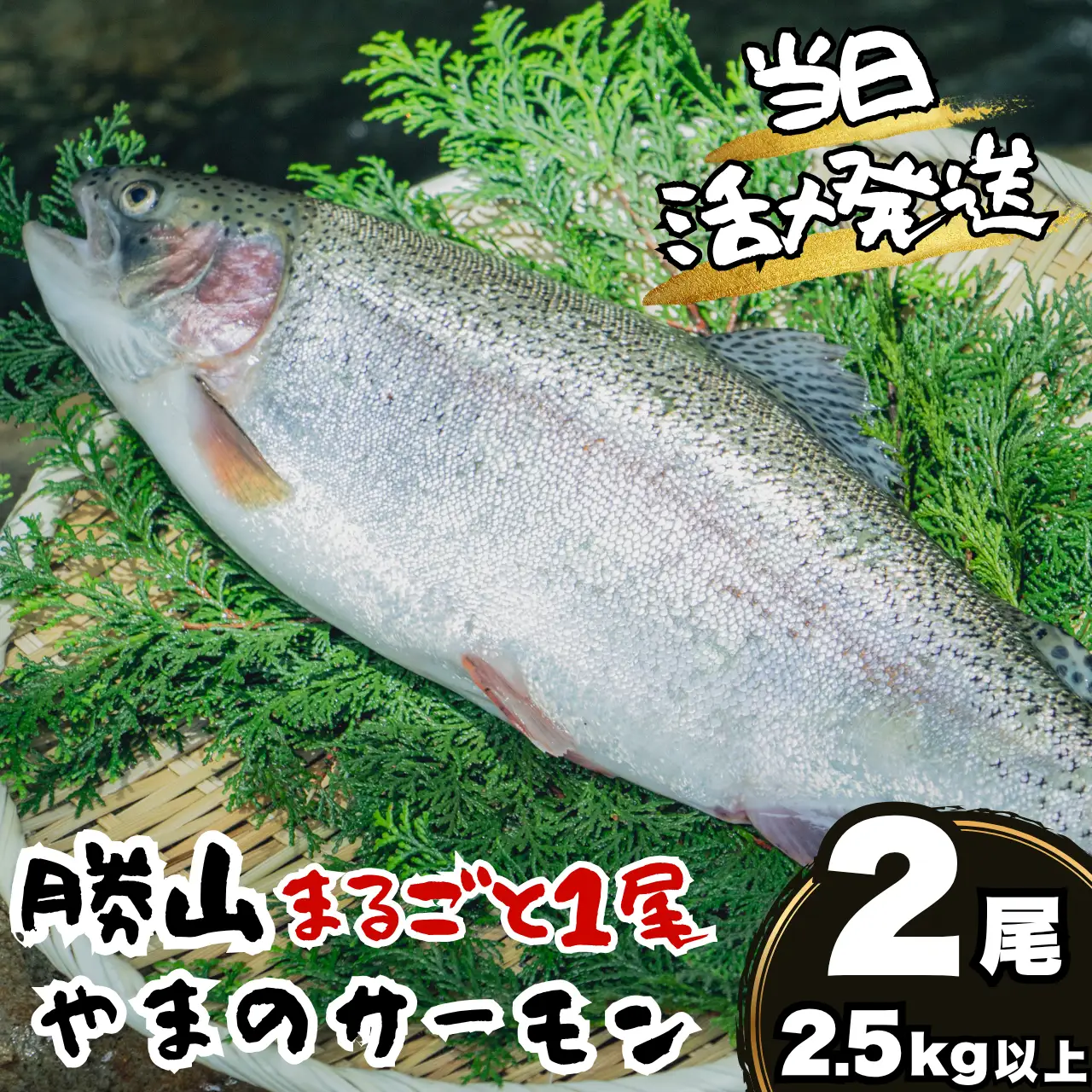 サーモン 丸ごと1尾 2.5kg以上 2尾 [E-050004]サーモン