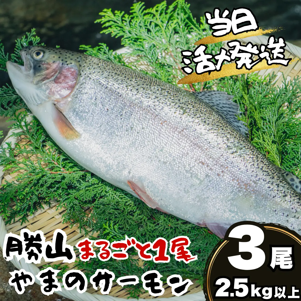 サーモン 丸ごと1尾 2.5kg以上 3尾 [H-050002]サーモン