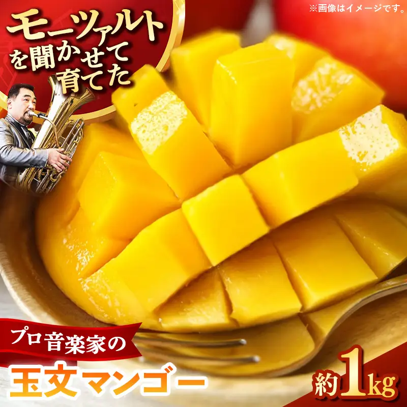 【モーツァルトを聞かせて育てた】玉文マンゴー 約1kg【国産 産地直送 マンゴー 玉文マンゴー 南国 フルーツ 旬 果物 人気 オガタファーム 福岡県 筑前町 OF002】
