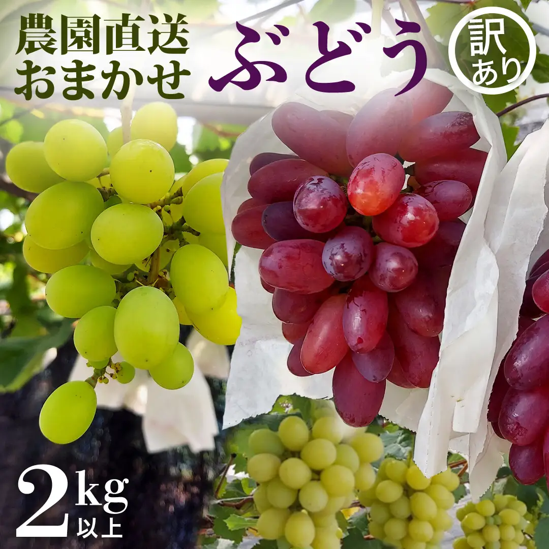 【先行予約】【 訳あり 】 ご家庭用 朝採れ ぶどう （品種おまかせ） 計 2kg 以上 （2026年8月下旬から発送開始）