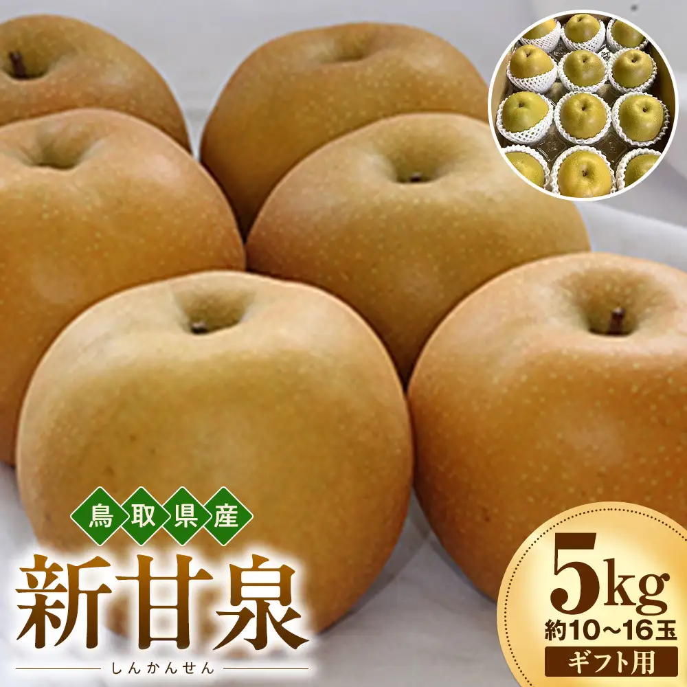 【2026年度先行予約】数量限定　鳥取県産　新甘泉 ギフト用 5kg(約10〜16玉)【8月20日以降発送】