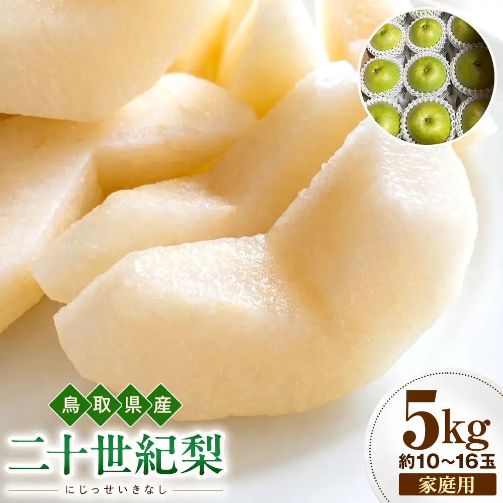 【2026年度先行予約】数量限定　鳥取県産　二十世紀梨　家庭用 5kg(約10〜16玉)【8月20日以降発送】