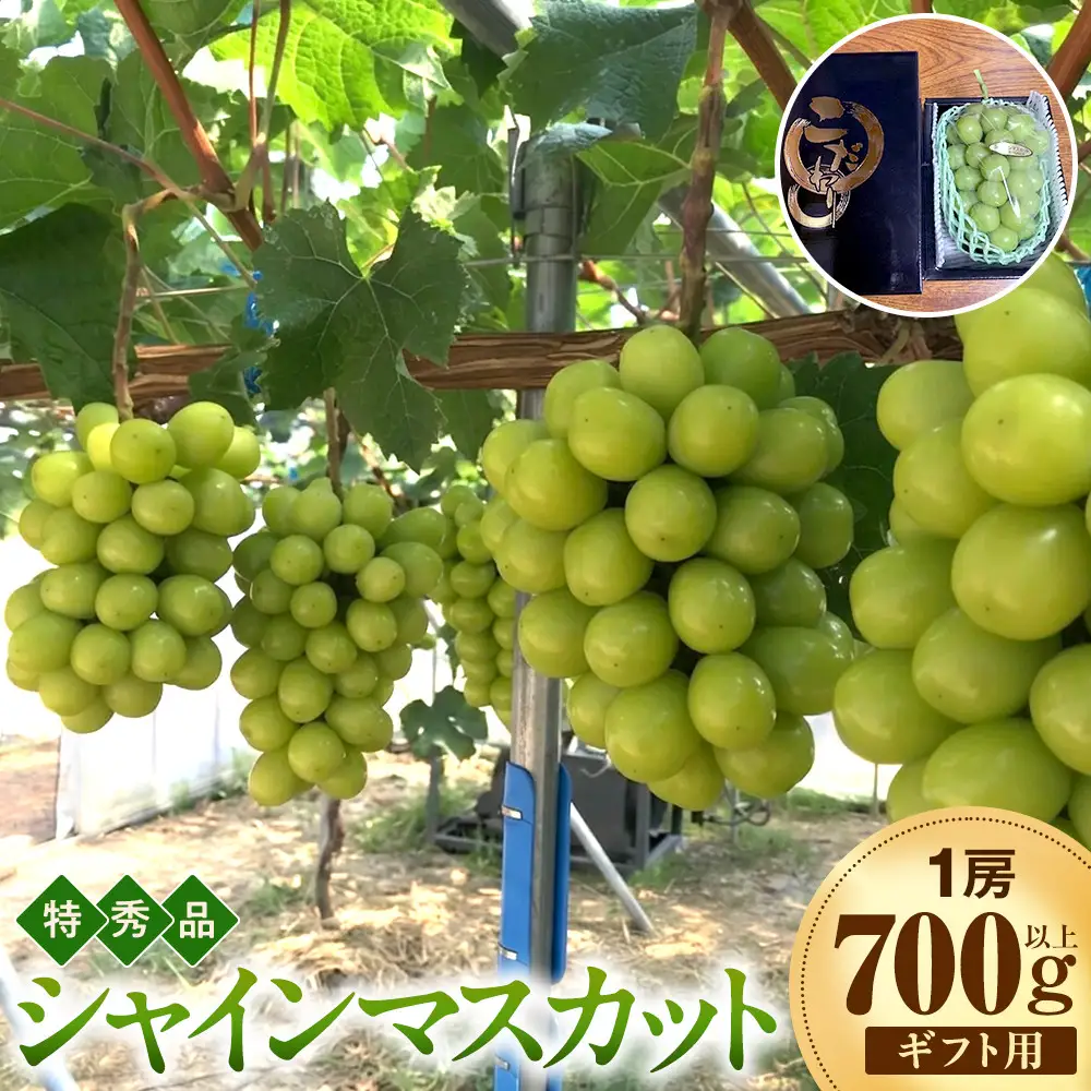 【2026年度先行予約】数量限定　シャインマスカット　ギフト用特秀品　700g以上1房【9月20日以降発送】