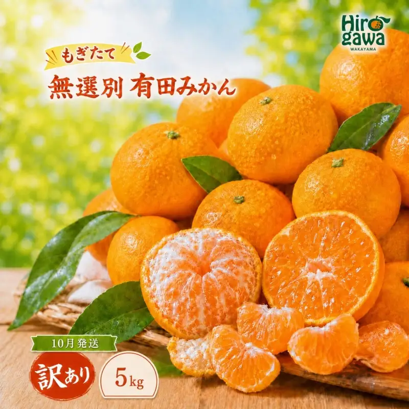 もぎたて 無選別 有田 みかん 5kg 訳あり 10月 配送 / ミカン 蜜柑 柑橘 温州みかん 和歌山 有田 ※2026年10月上旬～10月下旬に順次発送 【oda004-c-5-10】