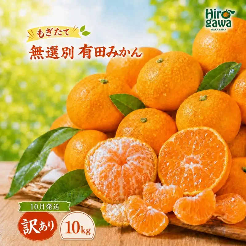 もぎたて 無選別 有田 みかん 10kg 訳あり 10月 配送 / ミカン 蜜柑 柑橘 温州みかん 和歌山 有田 ※2026年10月上旬～10月下旬に順次発送 【oda004-c-10-10】