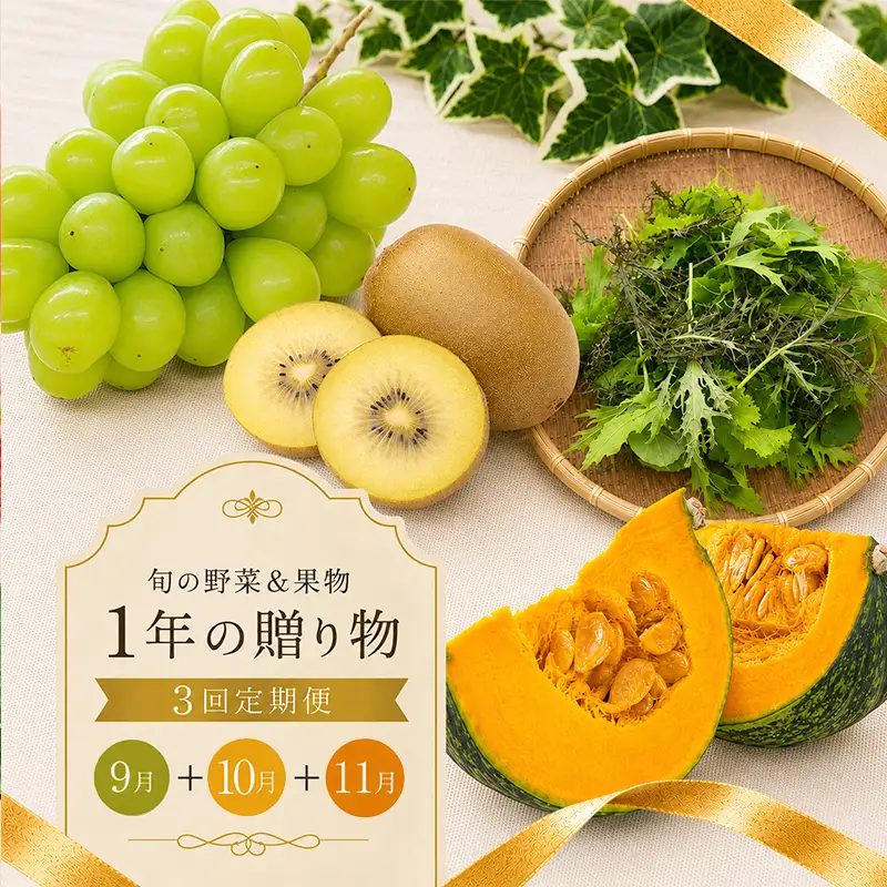 【定期便3回】 マスカット ゴールドキウイ 秋野菜 旬 野菜
