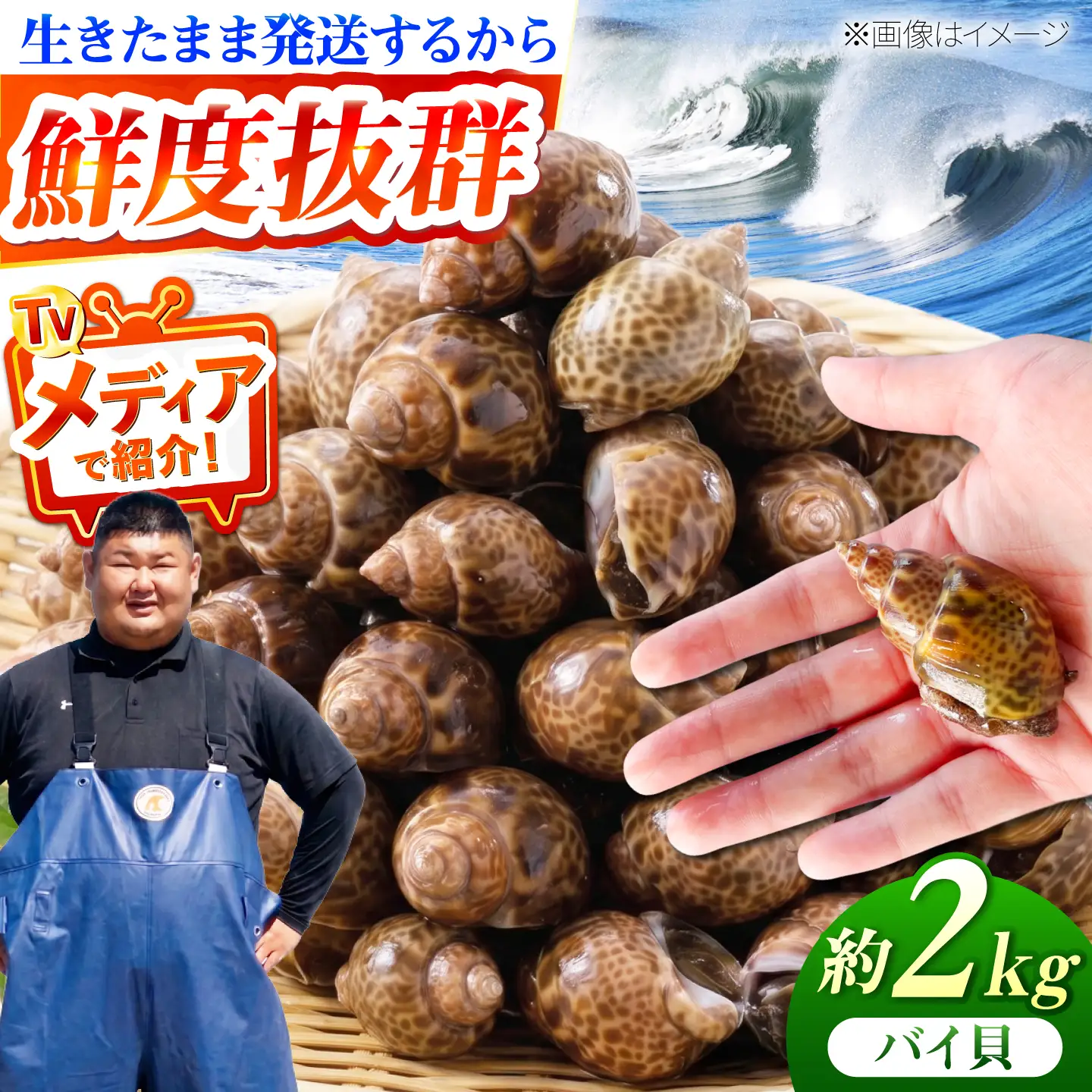 豊前海産 バイ貝 2kg (40～66個前後) 《築上町》【明青丸】 バイガイ 貝 カイ[ABCB014]