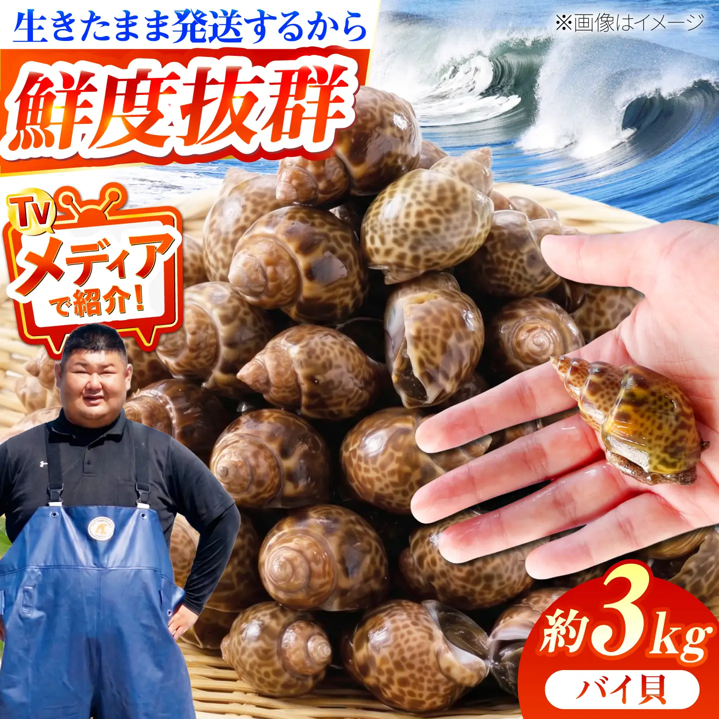 豊前海産 バイ貝 3kg (60～99個前後) 《築上町》【明青丸】 バイガイ 貝 カイ[ABCB015]