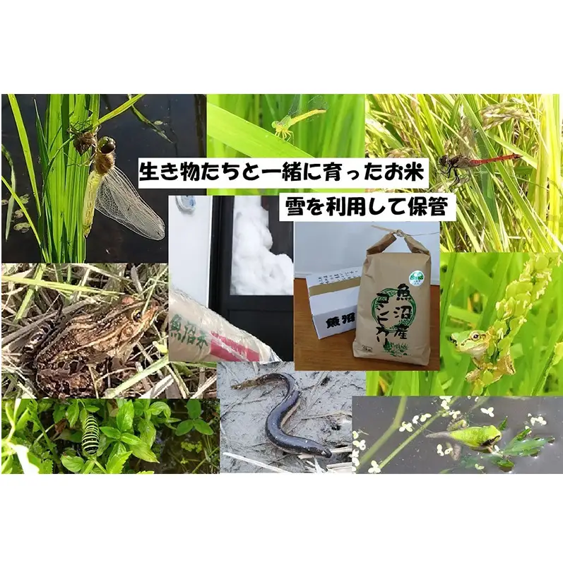 【令和8年産 先行予約】 精米 5kg 魚沼産コシヒカリ こしひかり 農薬化学肥料栽培期間中不使用・生態系保全・再生可能エネルギー・エコファーマー・生産工程管理 魚沼産コシヒカリ