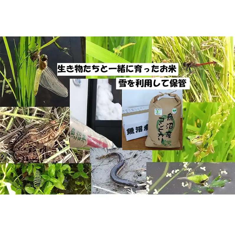 【令和8年産 先行予約】 玄米 10kg 魚沼産コシヒカリ こしひかり 有機栽培・生態系保全・再生可能エネルギー・エコファーマー・生産工程管理