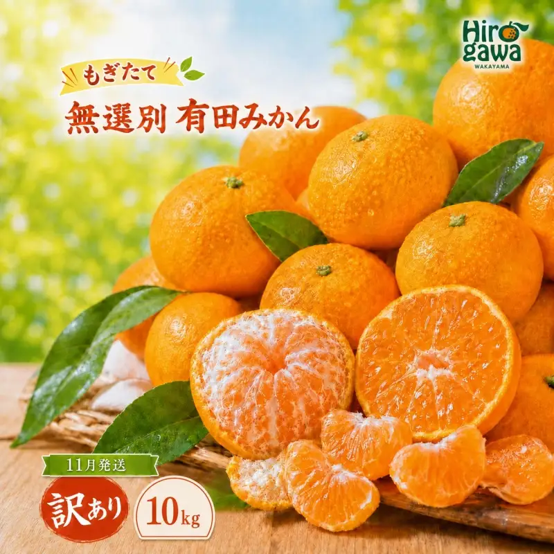 もぎたて 無選別 有田 みかん 10kg 訳あり 11月 配送 / ミカン 蜜柑 柑橘 温州みかん 和歌山 有田 ※2026年11月上旬～11月下旬に順次発送 【oda004-c-10-11】