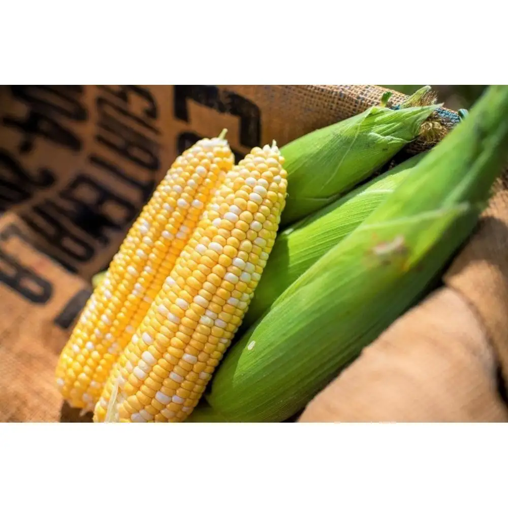 甘み抜群！北海道産とうもろこし【頑固オヤジこだわりコーン】５・６本入り