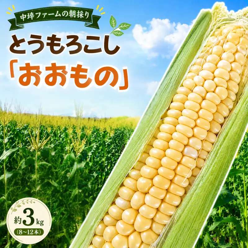 中埣ファームの朝採りとうもろこし「おおもの」約3kg(8～12本) / トウモロコシ とうもろこし 農家直送 【nkzf001】 