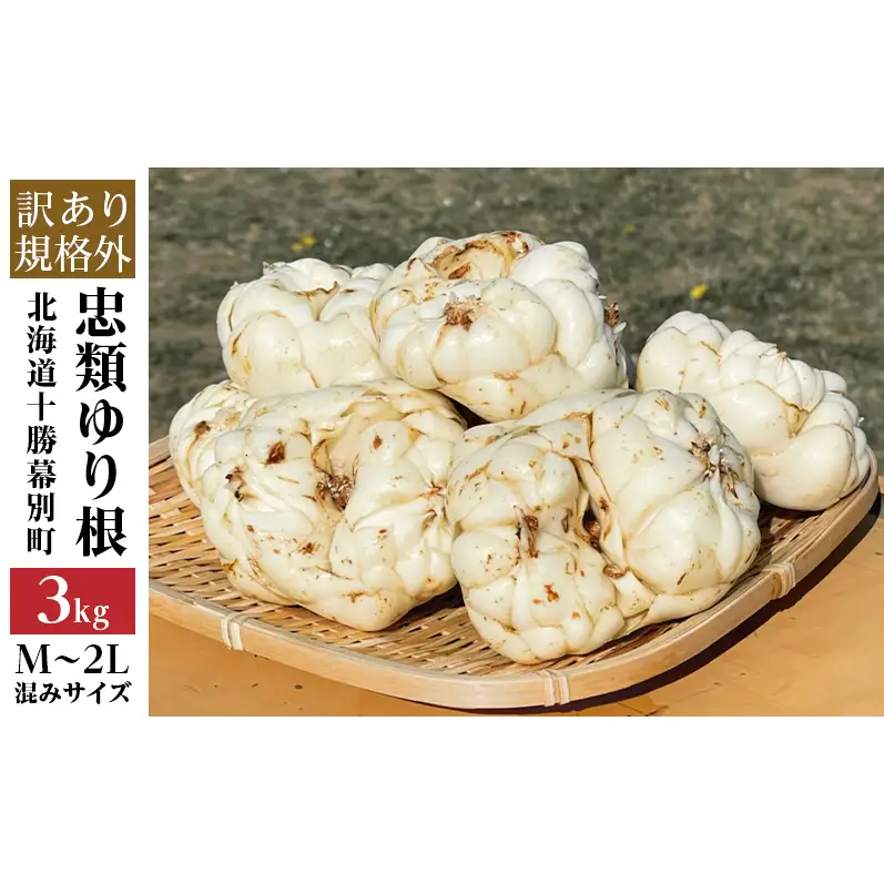 【規格外】十勝幕別 忠類ゆり根 3kg（M～2L）18～30玉［JA忠類］9月～3月発送限定【 北海道 幕別町 忠類 十勝 高級食材 お正月 料理 訳あり 】 野菜 ゆりね 北海道産 ワケあり