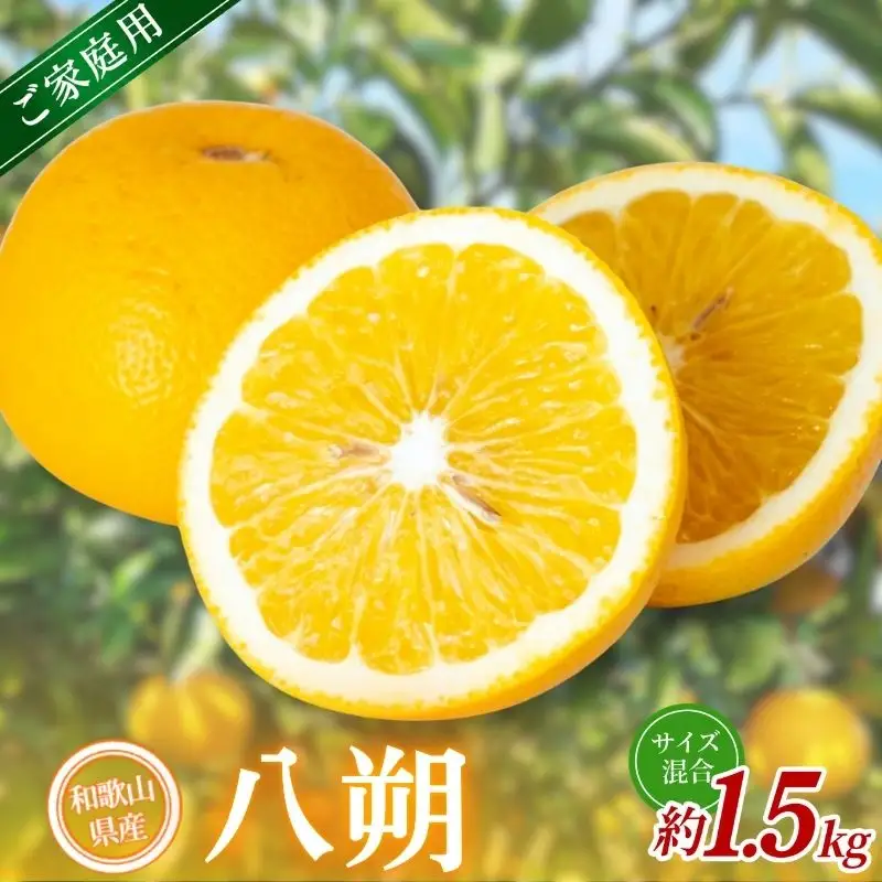 【家庭用】 森本農園の手選別 八朔 約1.5kg 和歌山県産 サイズ混合 【北海道・沖縄・離島配送不可】【2027年1月中旬～4月中旬頃に順次発送】【BV-mrmt128】 