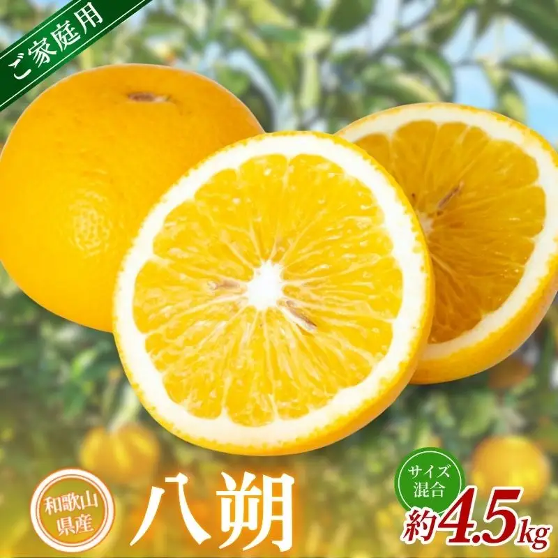 【家庭用】 森本農園の手選別 八朔 約4.5kg 和歌山県産 サイズ混合 【北海道・沖縄・離島配送不可】【2027年1月中旬～4月中旬頃に順次発送】【BV-mrmt129】 