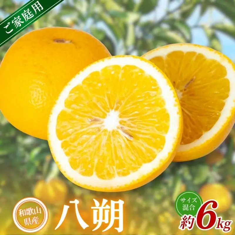 【家庭用】 森本農園の手選別 八朔 約6kg 和歌山県産 サイズ混合 【北海道・沖縄・離島配送不可】【2027年1月中旬～4月中旬頃に順次発送】【BV-mrmt130】 