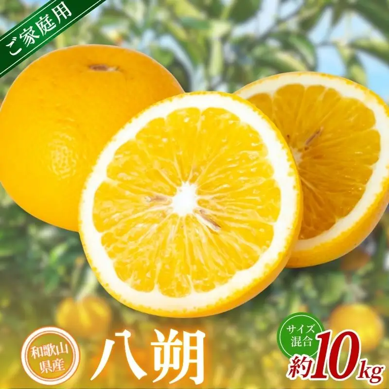 【家庭用】 森本農園の手選別 八朔 約10kg 和歌山県産 サイズ混合 【北海道・沖縄・離島配送不可】【2027年1月中旬～4月中旬頃に順次発送】【BV-mrmt131】 
