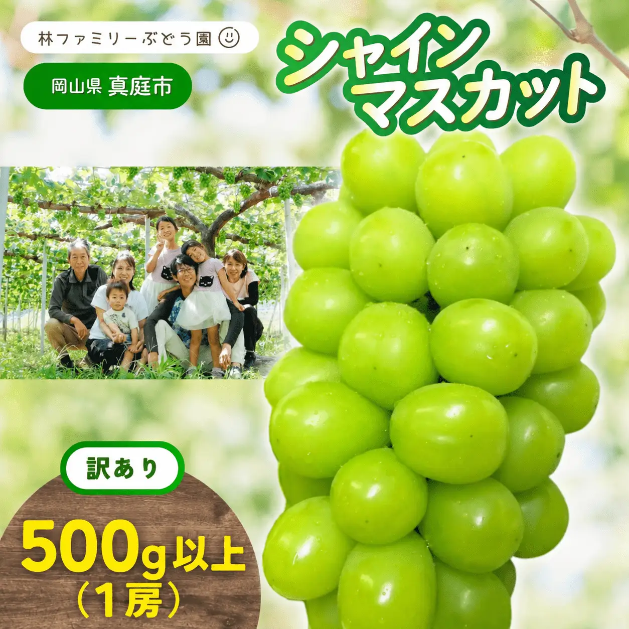 【2026年先行予約】 シャインマスカット お試し 1房 500g以上 葡萄 ぶどう シャインマスカット マスカット果物 フルーツ 新鮮 種なし 皮ごと 林ファミリーぶどう園 【hfbd009-01】 