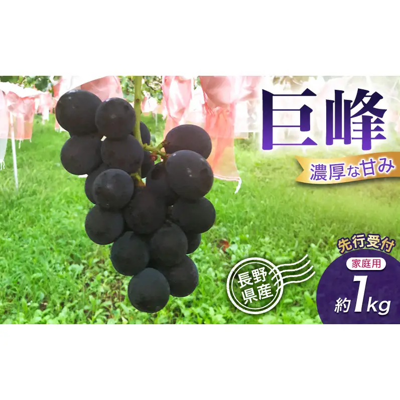 【先行予約】【訳あり・家庭用】長野県産 巨峰 約1kg 種あり 濃厚な甘み 訳あり 味問題なし 果物 旬のフルーツ 長野県産 上田市 信州