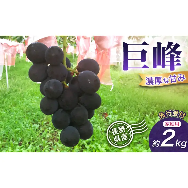 【先行予約】【訳あり・家庭用】長野県産 巨峰 約2kg 種あり 濃厚な甘み 訳あり 味問題なし 果物 旬のフルーツ 長野県産 上田市 信州