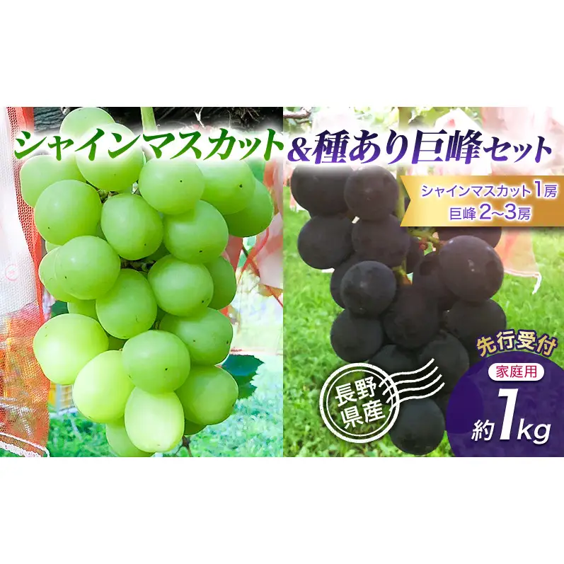 【先行予約】【訳あり・食べ比べ】長野県産 シャインマスカット＆種あり巨峰セット 約1kg（シャインマスカット1房・巨峰2～3房）家庭用 味は問題なし 季節のフルーツ 果物 信州産