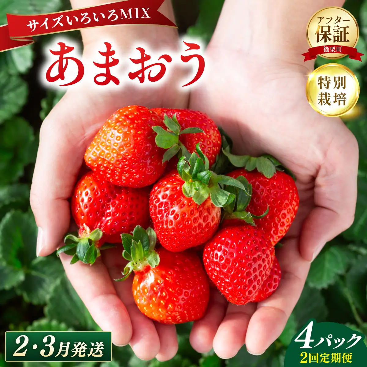 いちご 福岡県産 特別栽培 あまおう サイズいろいろMIX 約1140g（約285g×4パック）【2回定期便（2～3月発送）】
