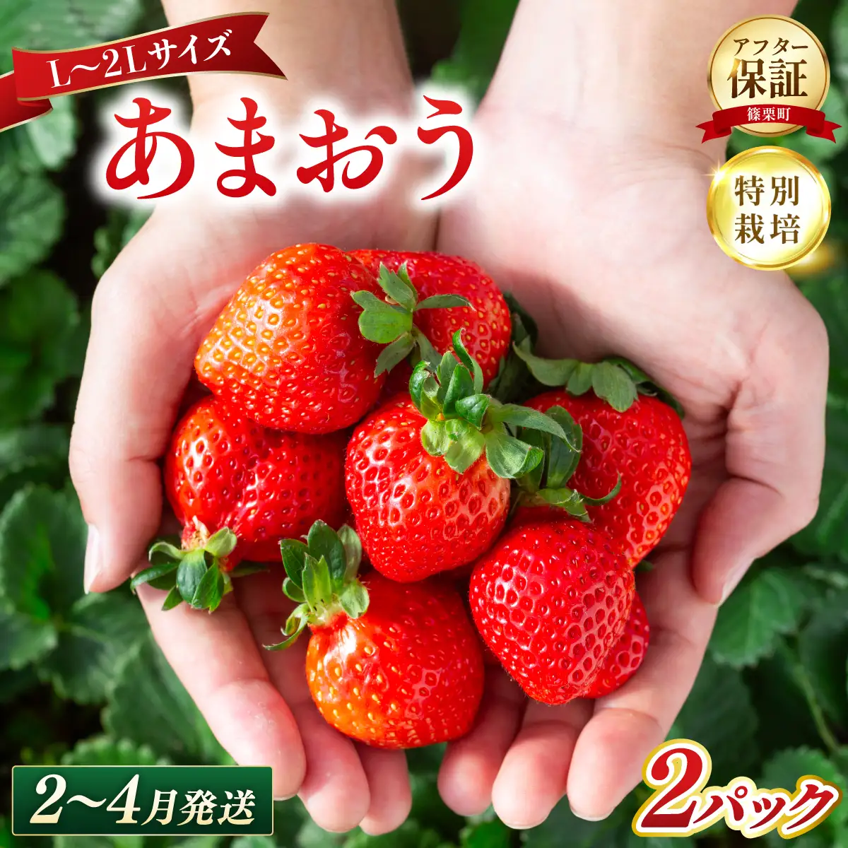 いちご 福岡県産 特別栽培 あまおう L~2Lサイズ（少し小ぶりサイズ）約570g（約285g×2パック）【2～4月発送】| 農園直送 アフター保証 先行予約 福岡産 送料無料 ケーキ ギフト お祝い 限定 季節限定 UN009