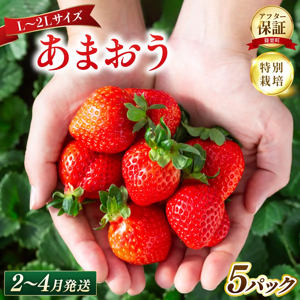 いちご 福岡県産 特別栽培 あまおう L~2Lサイズ（少し小ぶりサイズ）約1425g（約285g×5パック）【2～4月発送】| 農園直送 アフター保証 先行予約 福岡産 送料無料 ケーキ ギフト お祝い 限定 季節限定 UN015