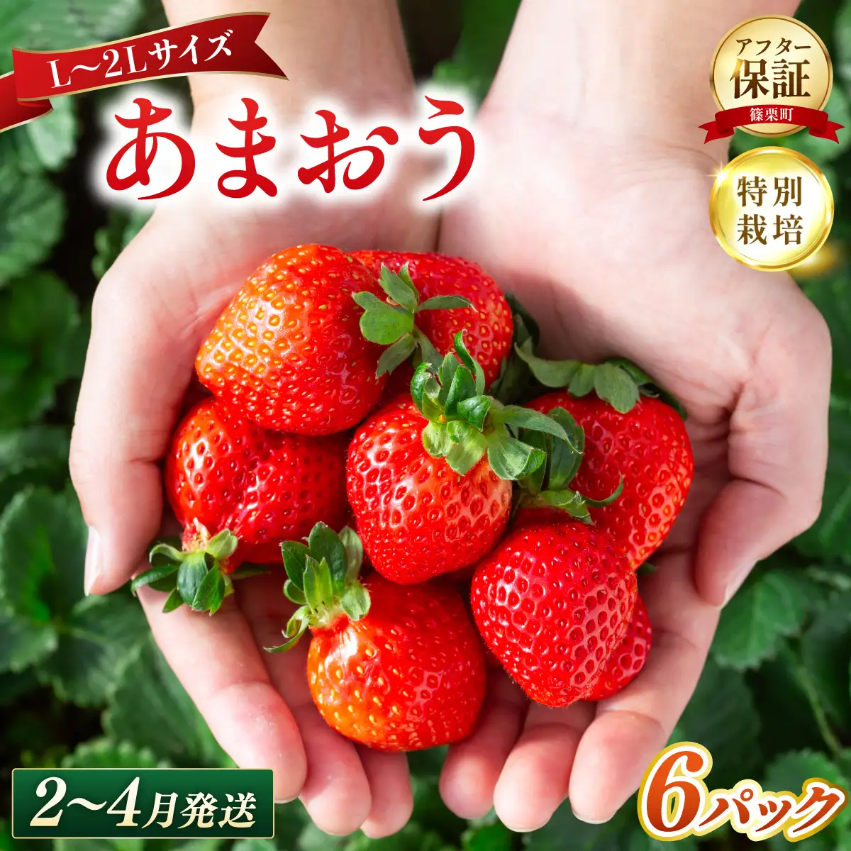 いちご 福岡県産 特別栽培 あまおう L~2Lサイズ（少し小ぶりサイズ）約1710g（約285g×6パック）【2～4月発送】